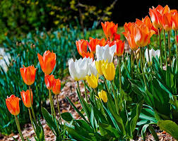 Bunga tulip berbentuk cangkir, berwarna cerah dan anggun dengan tangkai hijau yang panjang. Wallpaper Tulip Oranye Dan Kuning Hd Unduh Gratis Wallpaperbetter