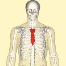 The rib cage is found in the chest area. Sternum Wikipedia