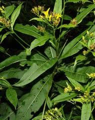 Image result for Ethulia vernonioides