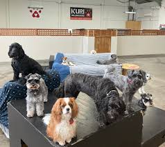 Daycare Grooming My Dogs Daycare Best Doggy Daycare Christchurch 2025: Kuri  Vs Wag Vs Park Avon