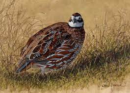 bob white quail bird hunting wild birds wildlife art