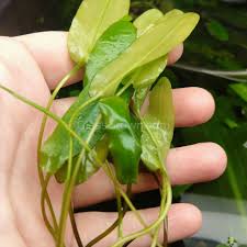 Image result for Aponogeton