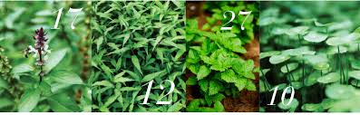 Need to translate mabuk bunga selasih from indonesian? How Does Your Garden Grow The Edge Markets