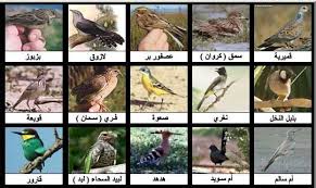 اسماء و صور معظم طيور العالم الكاتب Ritshard23 أنواع الطيور وأسمائها بالصور شكرا