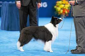 Schwenksville Dog Competes In National Dog Show News Timesherald Com