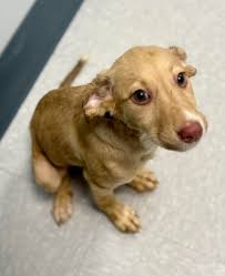 Foster/Adopt North Carolina