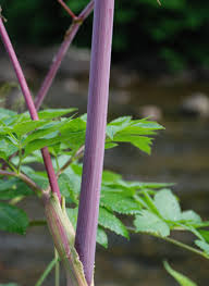 Image result for Physotrichia atropurpurea