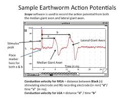 Lab 9 Conduction Velocity Of Nerves Openwetware