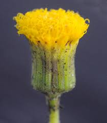 Image result for Crassocephalum montuosum