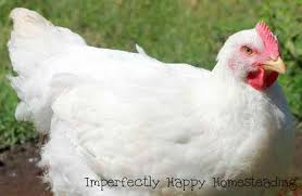 Free Range Cornish Cross Chickens You Can Raise Them On