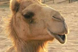An expression critical of committees — or by analogy. Camels Are Good For The Sole Entertainment