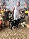 Cedar View Eve 3*M — Cedar View Nigerian Dwarf Goats and Livestock ...