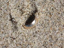 The top countries of suppliers are united kingdom, china, from which the. Beach Metal Detecting Searching For Treasure In The Sand