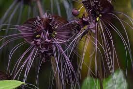 Tacca Chantrieri The Black Bat Flower Oc 2400x1600 Bat Flower Flower Seeds Orchid Potting Mix