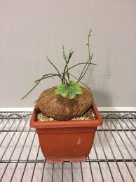 Image result for Cyclantheropsis parviflora