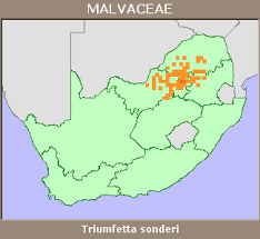 Image result for Triumfetta trichocarpa