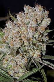 Medical Marijuana For Cancer Other Treatments Shop Online For Cannabis Products Cannabis Strains Edibles Cbd Oil Cbd Capsules Shat Mary Jane