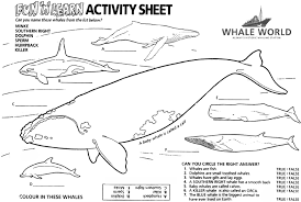 Pin On Killer Whales