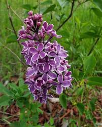 Lilac Syringa Vulgaris Types How To Grow Care Florgeous Syringa Vulgaris Lilac Syringa