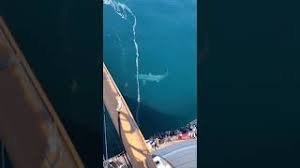 Solcher megalodon (otodus megalodon, syn.: Hai Video Auf Tiktok Ist Hier Ein Megalodon Zu Sehen