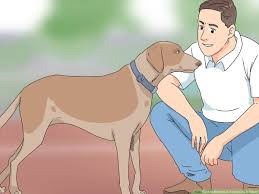 How To Determine If Your Dog Is Obese 13 Steps With Pictures