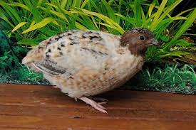 Rotkopfe Sperber Wachteln Sperber Huhner