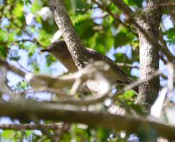 Image result for Newtonia