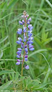 Check spelling or type a new query. Wild Lupine Lupinus Perennis L