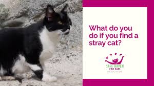 The indoor environment will be totally unfamiliar to i've talked and written so much about how to set up a sanctuary room, especially as it applies to introducing a second cat to a resident cat. Stray Cat Services Additional Resources For Strays Safe Haven For Cats