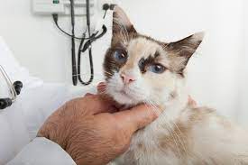 My bff has been fighting cancer for two years & i mail a card each week with uplifting sentiments. Cancer In Cats Symptoms And Treatment