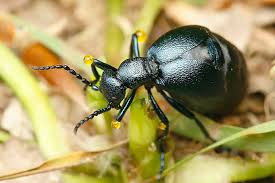 Májka fialová (meloe violaceus) je pomerne vzácna a zákonom chránená. Majka Fialova Meloe Violaceus Pavel Krasensky