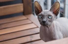 Ziggy and friends cat rescue (shelter #1160876) x los angeles county los angeles, ca map it. 10 Things To Know About Hairless Cats