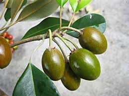 Maybe you would like to learn more about one of these? Pernahkah Melihat Buah Buahan Asli Bumi Indonesia Ini
