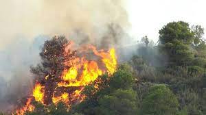 Penyebab Kebakaran Hutan Dan Dampaknya Bagi Ekosistem Hot Liputan6 Com