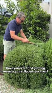 Image result for rosemary pruning