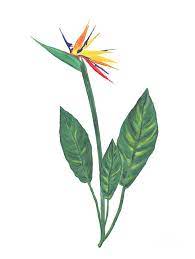 Bird of paradise flowers is an original watercolor painting. Bird Of Paradise Flower Watercolor Digital Art By Svetlana Foote