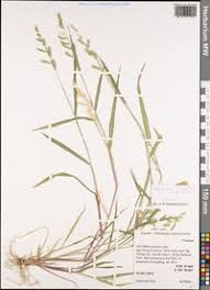 Image result for Moorochloa eruciformis