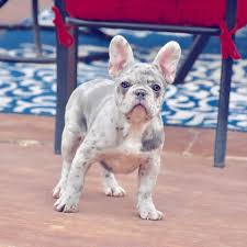 Browse thru our id verified puppy for sale listings to find your perfect puppy in your area. Exotic Beautiful Blue Merle Texas French Bulldogs Facebook
