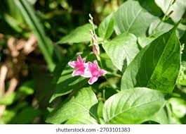 Image result for Asystasia intrusa