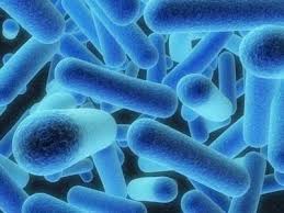 Sulfur bacteria in toilet tank. Iron Bacteria A Common Well Water Problem In Minnesota Private Wells