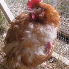 A chicken with egg peritonitis. Egg Yolk Peritonitis