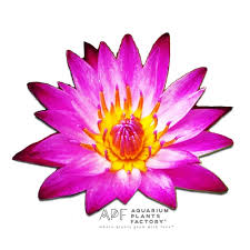 It may not be the most natural aquarium plant to. Nymphaea Dang Mameaw Live Aquatic Pond Plants Tropical Hardy Water Lily Free Shipping Aquarium Plants Factory