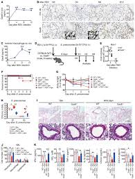 Learn about rsv symptoms in babies and children, and read about treatment, transmission, prevention, diagnosis, and prognosis. Jci Respiratory Syncytial Virus Infection Exacerbates Pneumococcal Pneumonia Via Gas6 Axl Mediated Macrophage Polarization