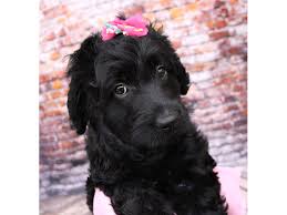 These energetic labradoodle puppies are a cross between the standard poodle & the labrador retriever. Labradoodle Puppies Petland Wichita Ks