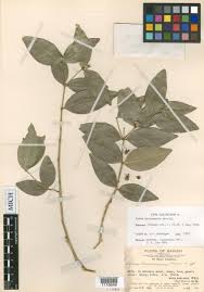 Image result for Buxus acutata