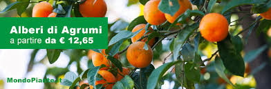 Trova tantissime idee per mondo piante. Vendita Piante Online Per Casa E Giardino Vivaio Online Mondo Piante