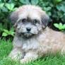 Lhasapoo for sale from www.keystonepuppies.com