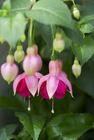 Untitled Fuchsia Flower Beautiful Flowers Plants