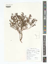 Image result for Leucas glabrata