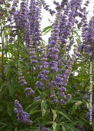 Image result for Vitex franceseana